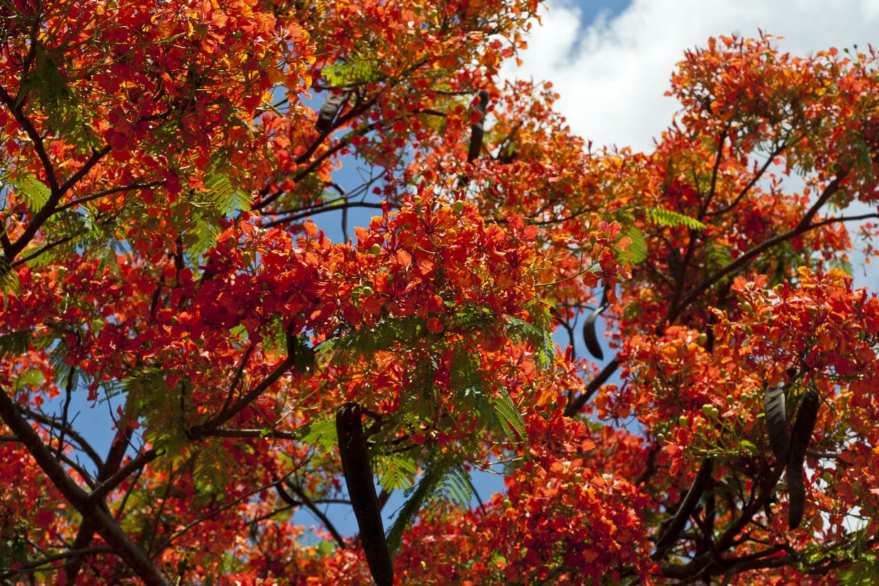 30 Graines D’Arbre Flamboyant (Delonix Regia) – Pour Jardin Exotique, Croissance Facile – Idéal Débutants Et Jardiniers Confirmés - 8