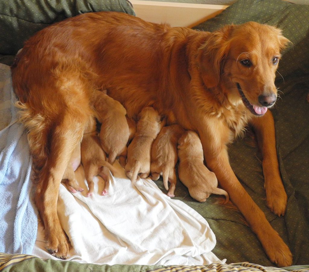 Chiot A Donner Les Plus Belles Photos Par Bonjour Nature