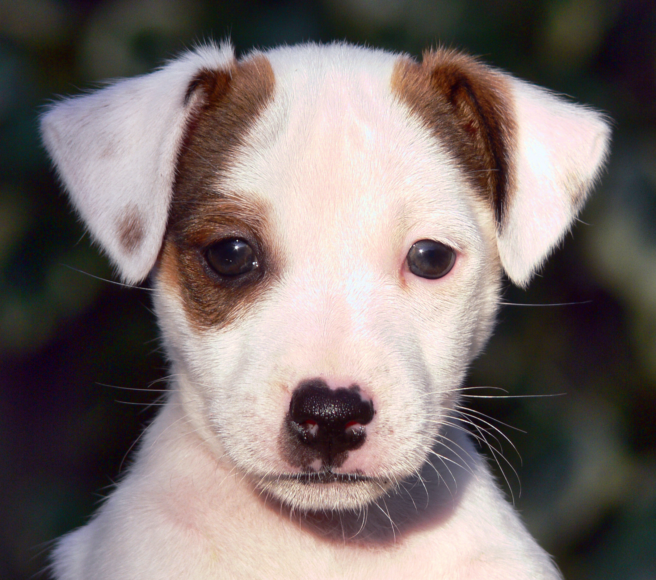Chiot A Donner Les Plus Belles Photos Par Bonjour Nature