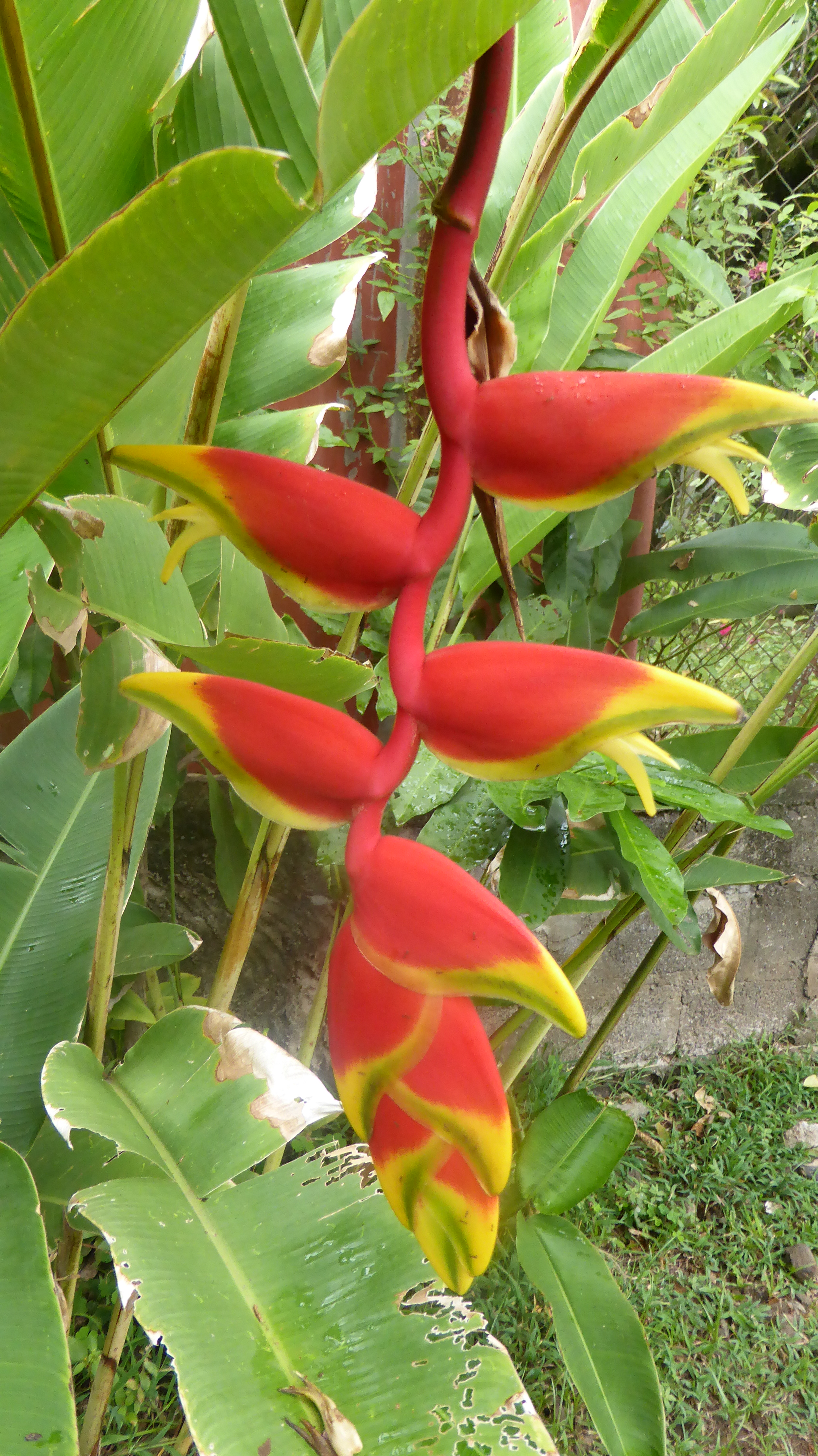 Image Fleur De Tahiti Les Plus Belles Photos Par Bonjour Nature Image Fleur De Tahiti Les Plus Belles Photos Par Bonjour Nature
